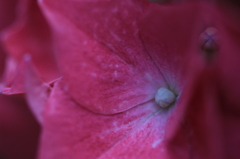 マクロ紫陽花