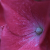 マクロ紫陽花