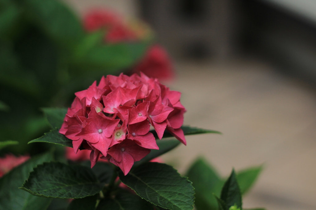 紫陽花？
