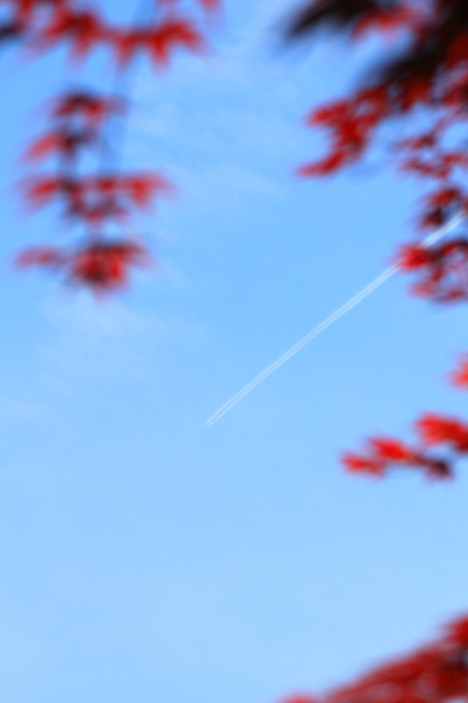 春紅葉と飛行機雲