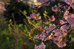 夕暮れ桜