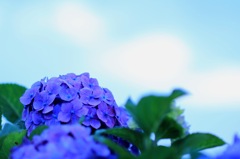 梅雨紫陽花