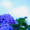 梅雨紫陽花