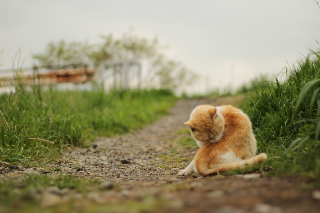 河川敷の猫