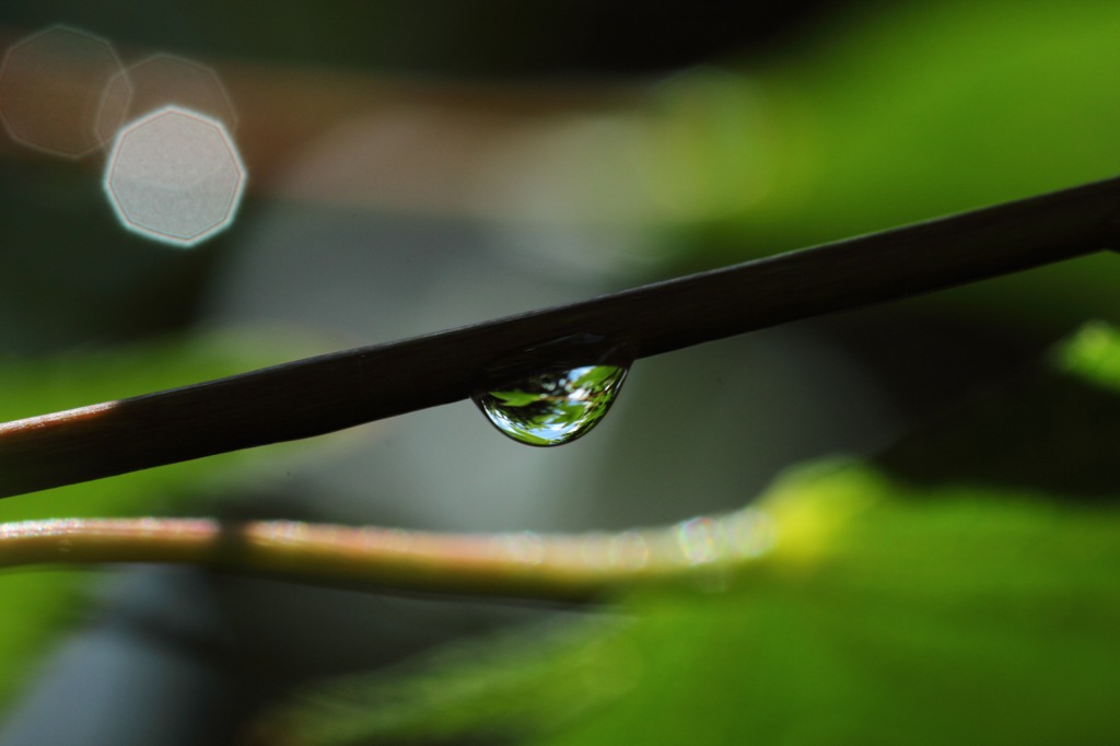 水滴の中に