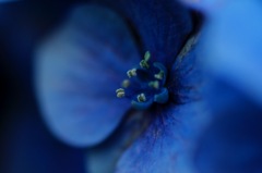 紫陽花マクロ