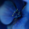 紫陽花マクロ