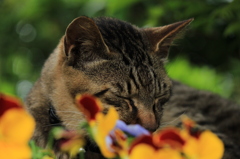 下だし猫Ⅱ