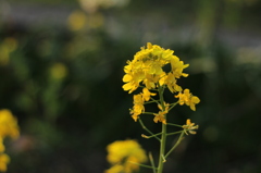 菜の花