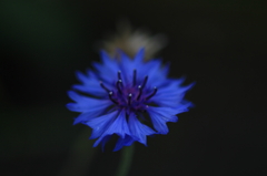名も知らぬ花
