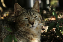 木陰の中で