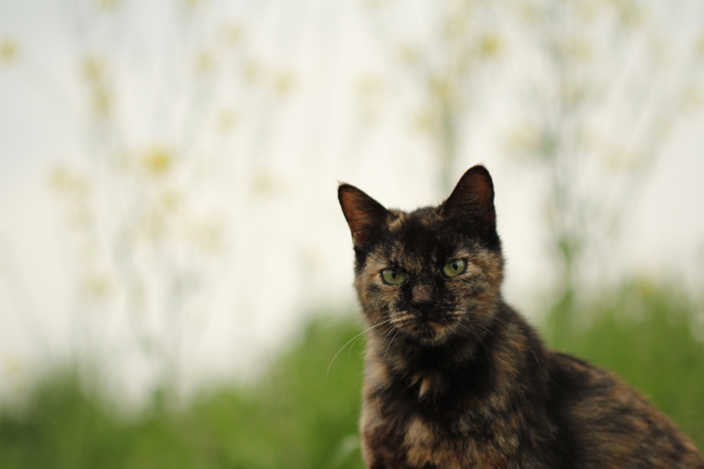 猫と菜の花