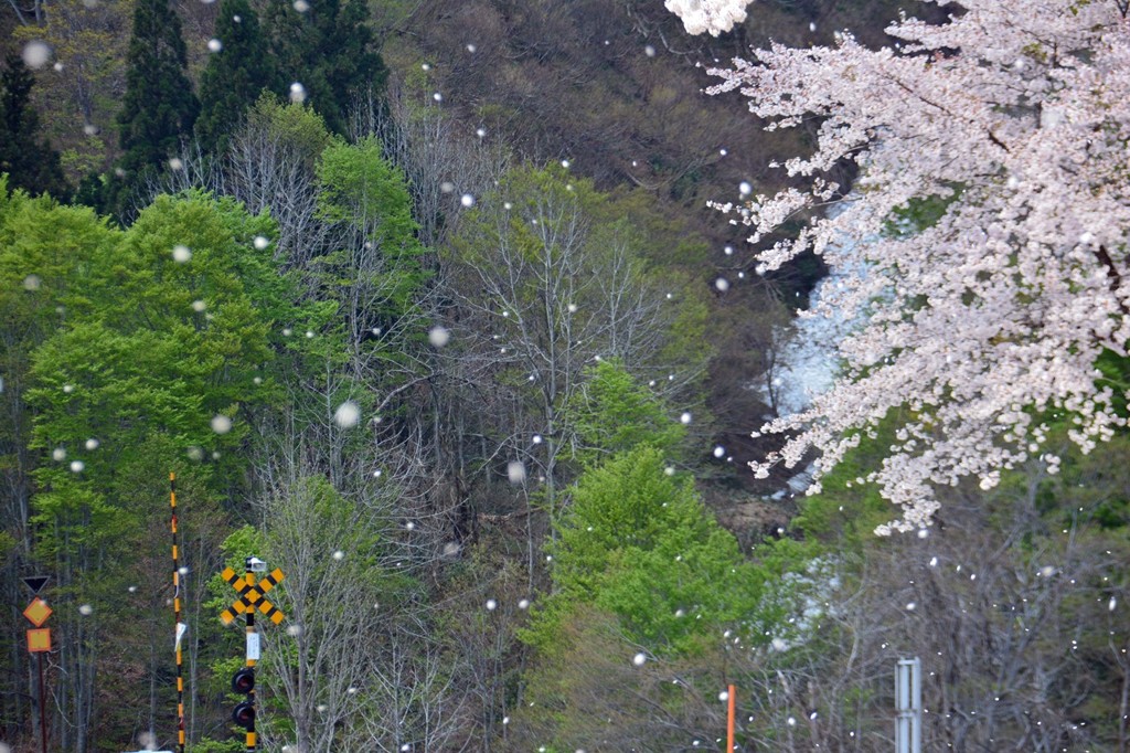 桜吹雪