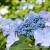 紫陽花