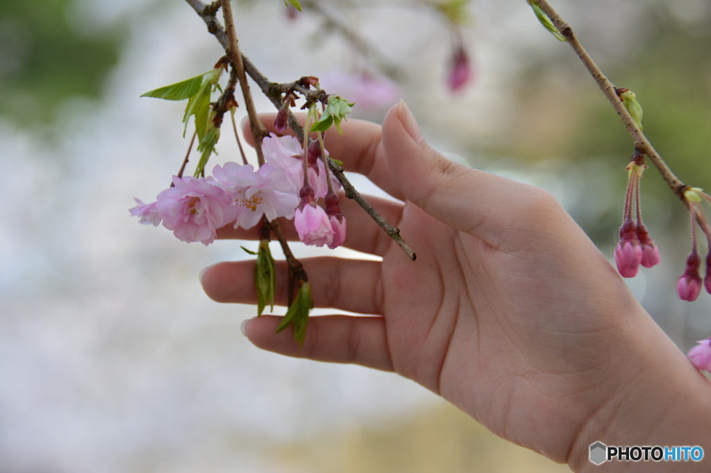 桜満開