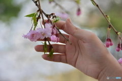 桜満開
