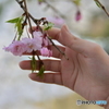 桜満開