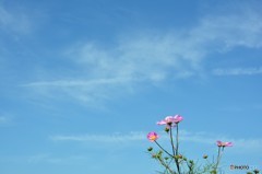 晴天の秋空