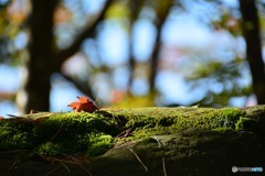 一人だけど寂しくない！