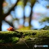 一人だけど寂しくない！