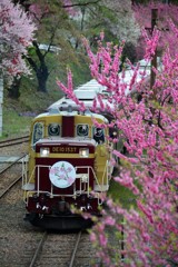 花桃号