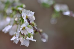s-DSC_5751