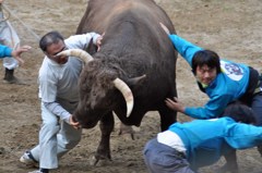 2012　山古志闘牛