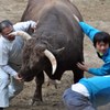 2012　山古志闘牛