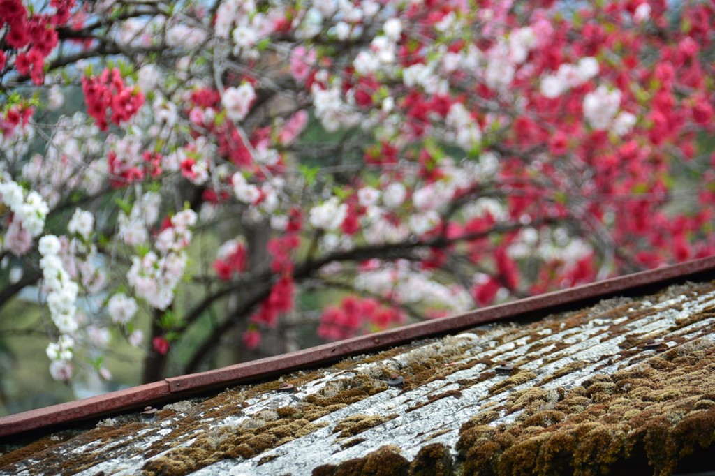 上神梅駅の屋根