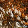 ススキ（紅葉Ver）