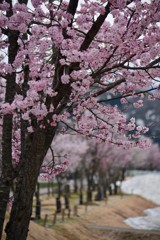 桜堤②