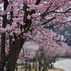 桜堤②