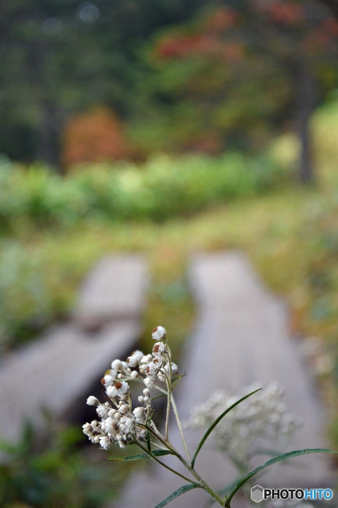 沼山峠