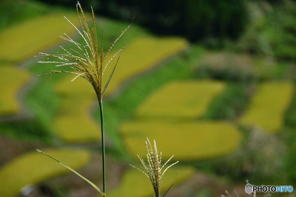 秋の棚田