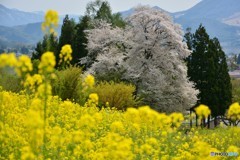 春爛漫
