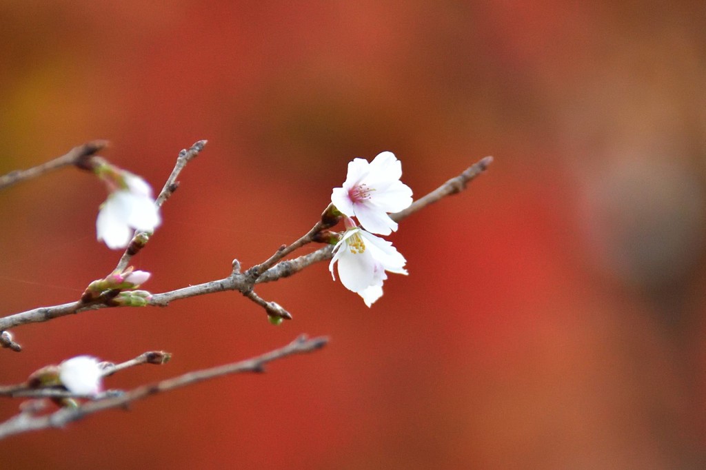 桜山公園　①