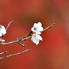 桜山公園　①