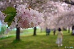 桜のトンネル