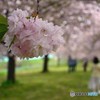 桜のトンネル