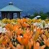 月岡公園（ゆり）