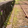 寂しく・・・可憐に・・・力強く・・・