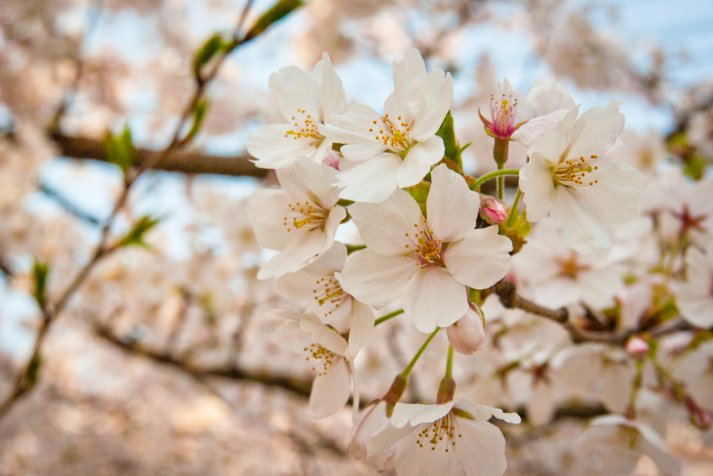 桜満開