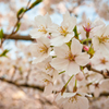 桜満開