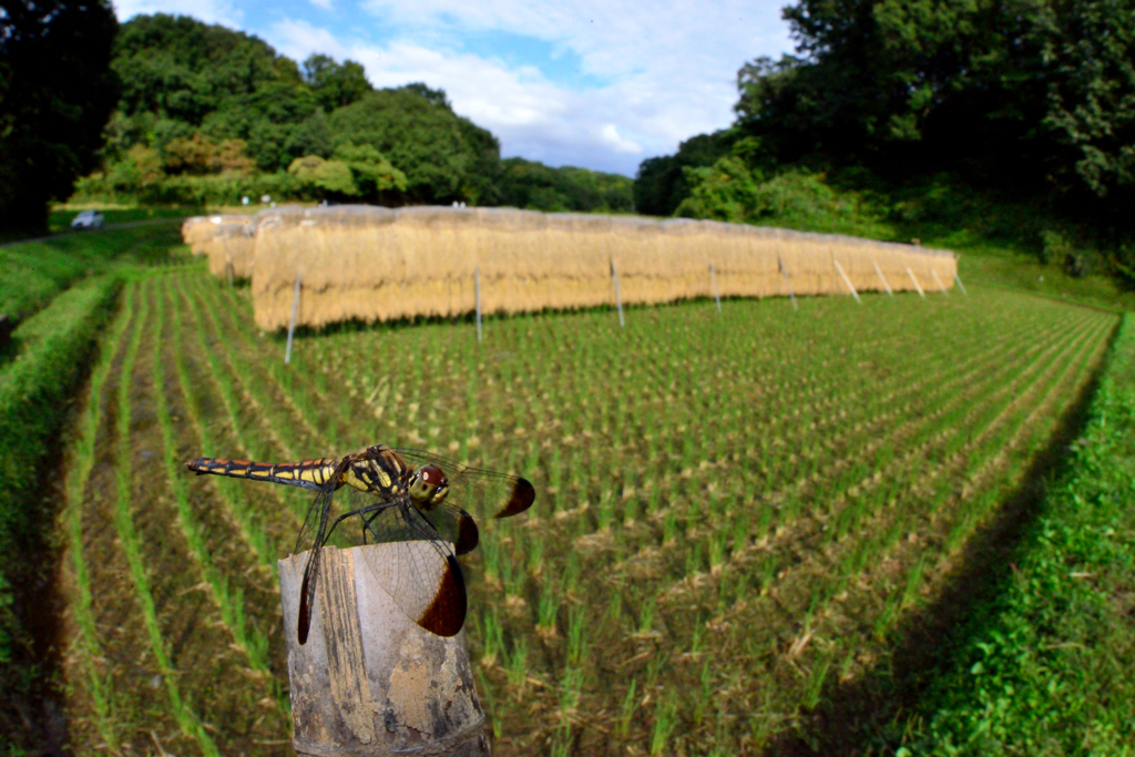 田園