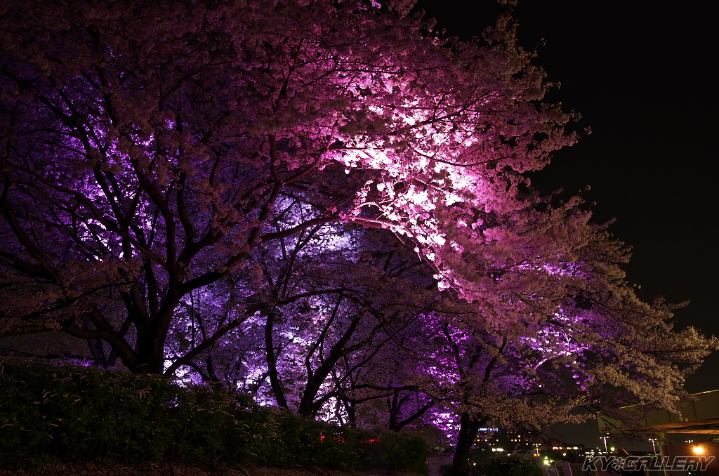 万博公園　お花見ライトアップ