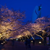 万博公園　お花見ライトアップ