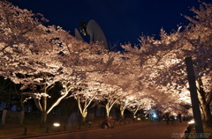 万博公園　お花見ライトアップ