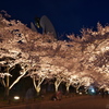 万博公園　お花見ライトアップ