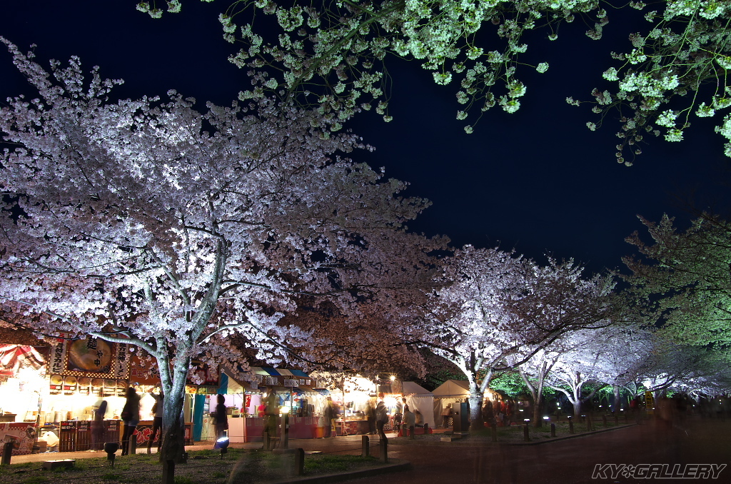 万博公園　お花見ライトアップ