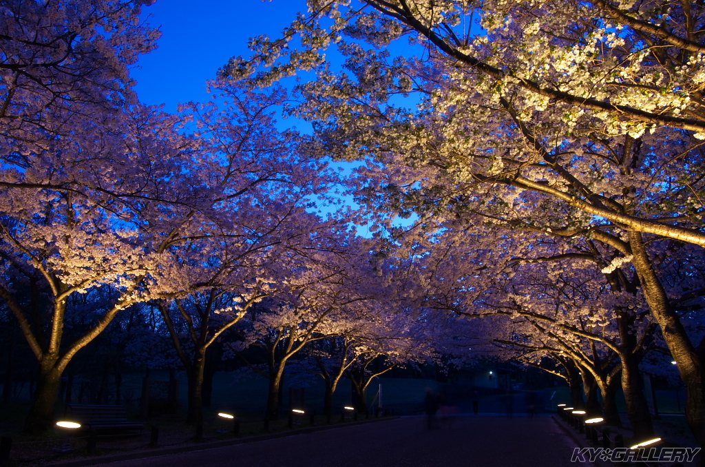 万博公園　お花見ライトアップ